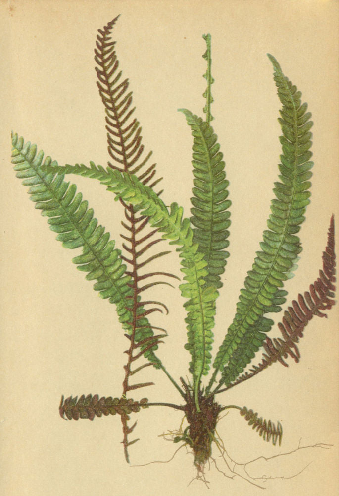 ALPENFLORA ALPINE FLOWERS. Blechnum Spicant (L. ) Sm-Rippenfarn 1897 old print